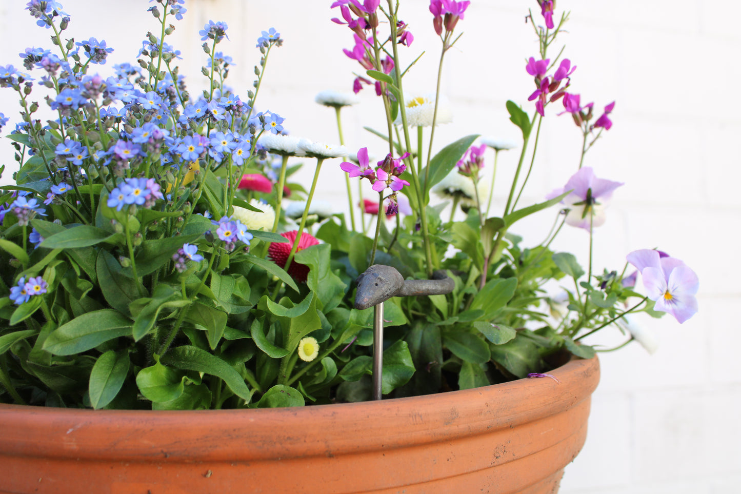 Geschmiedete Maus - Vorverkauf