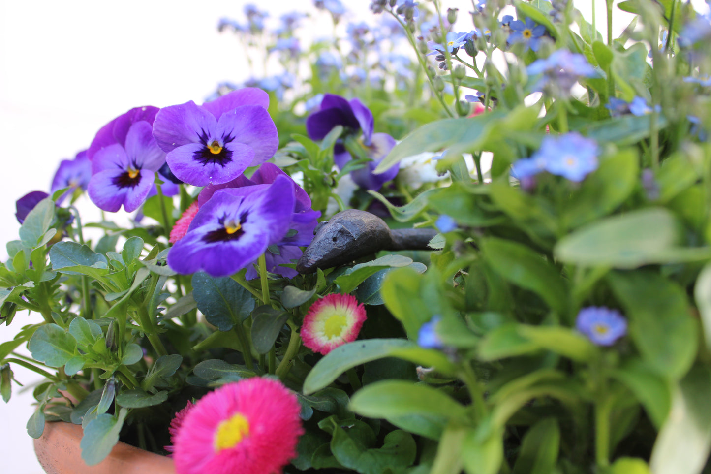 Geschmiedete Maus - Vorverkauf