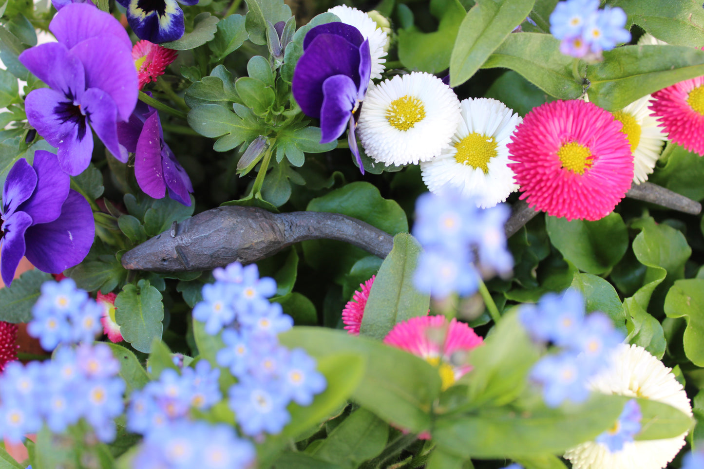 Geschmiedete Maus - Vorverkauf